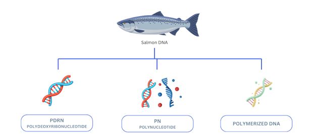 PDRN dans les soins de la peau: comment fonctionne un ingrédient innovant
