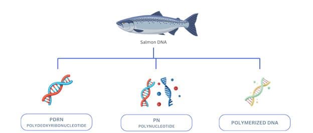 PDRN dans les soins de la peau: comment fonctionne un ingrédient innovant