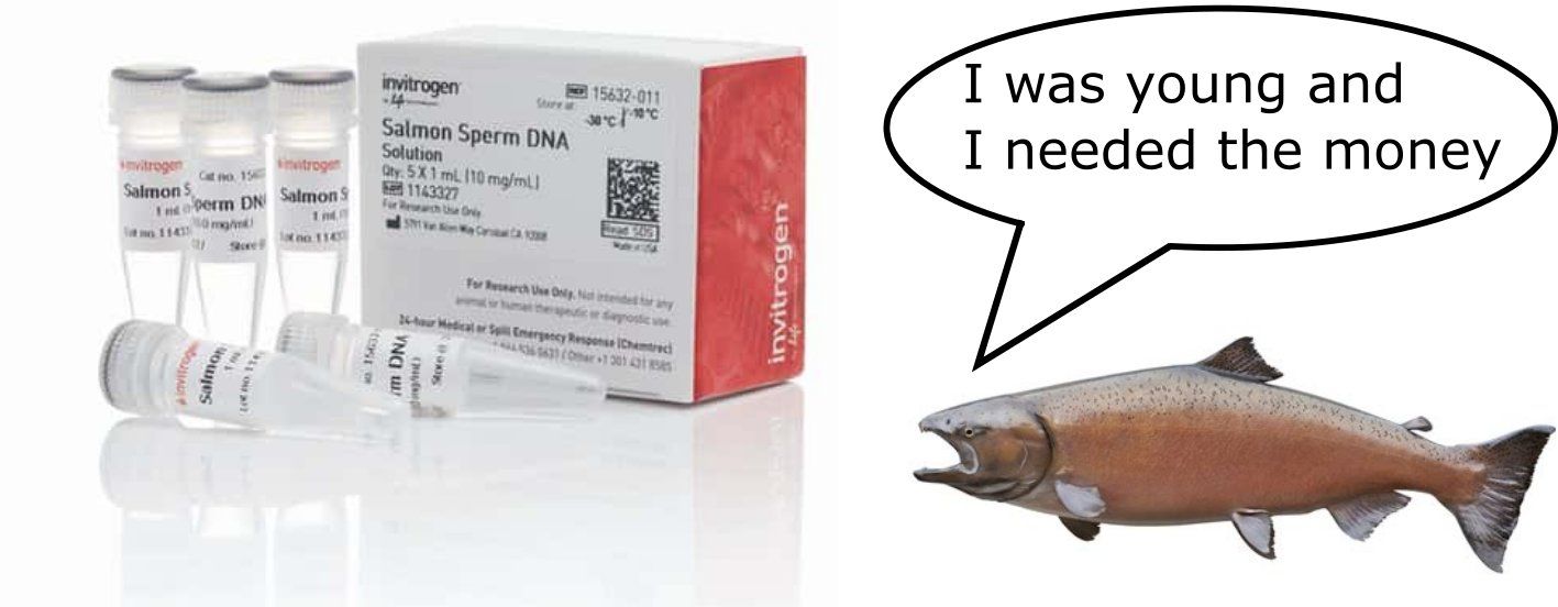 PDRN dans les soins de la peau: comment fonctionne un ingrédient innovant