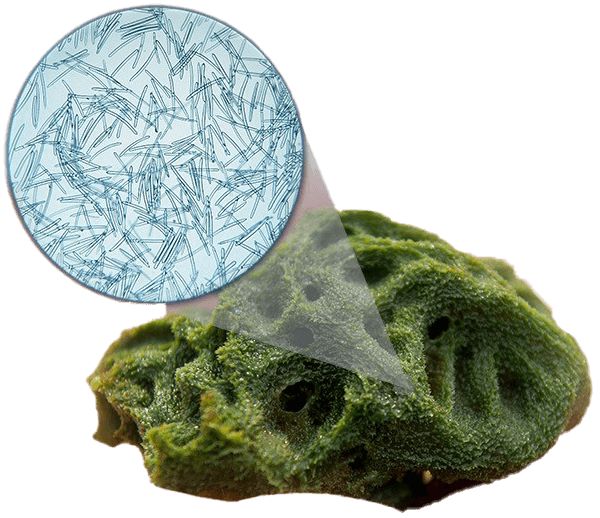 Spicules dans les cosmétiques : comment les micro-aiguilles contribuent à améliorer la peau