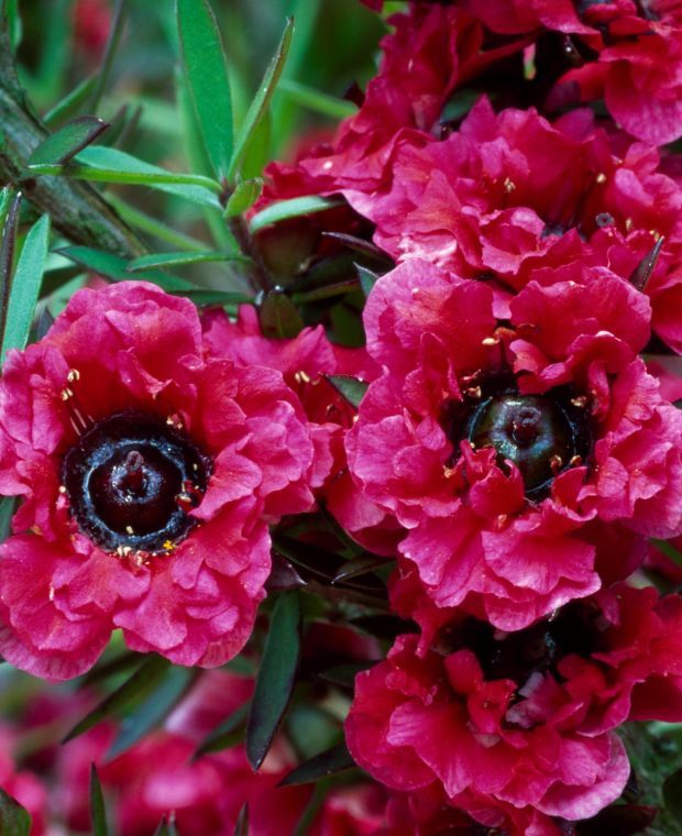 Extrait de Manuka dans les cosmétiques Extrait de feuille de Leptospermum scoparium