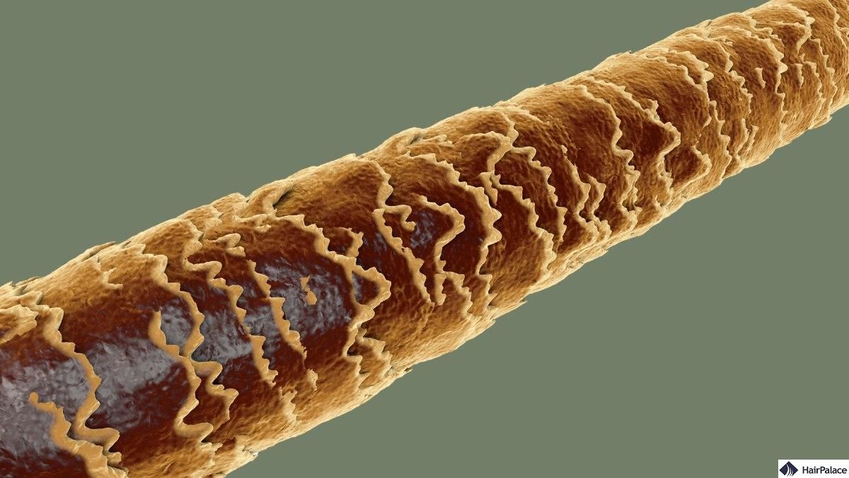 Structure moléculaire des cheveux : liaisons principales et restauration