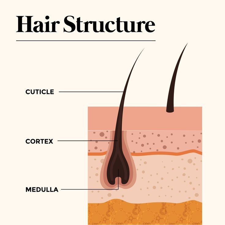 Structure moléculaire des cheveux : liaisons principales et restauration