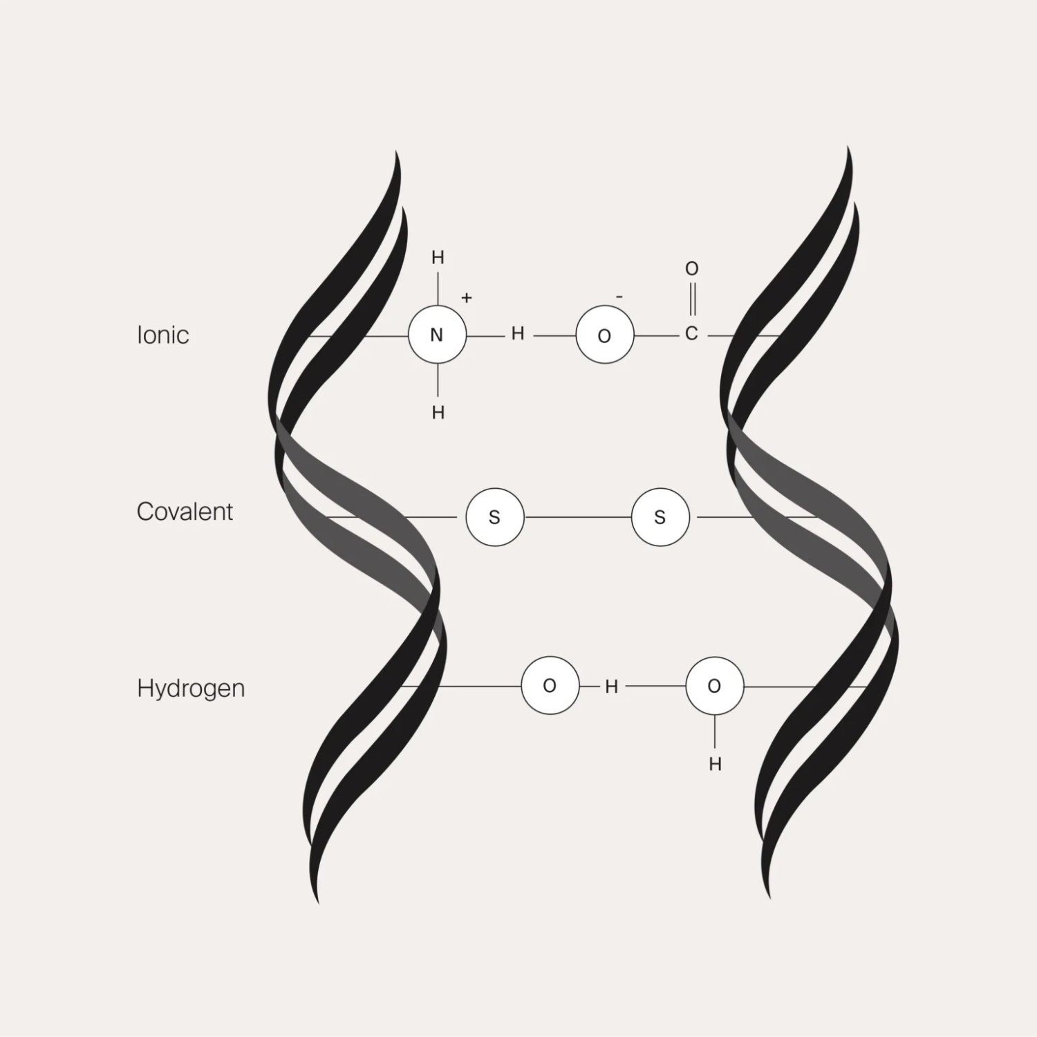 Structure moléculaire des cheveux : liaisons principales et restauration
