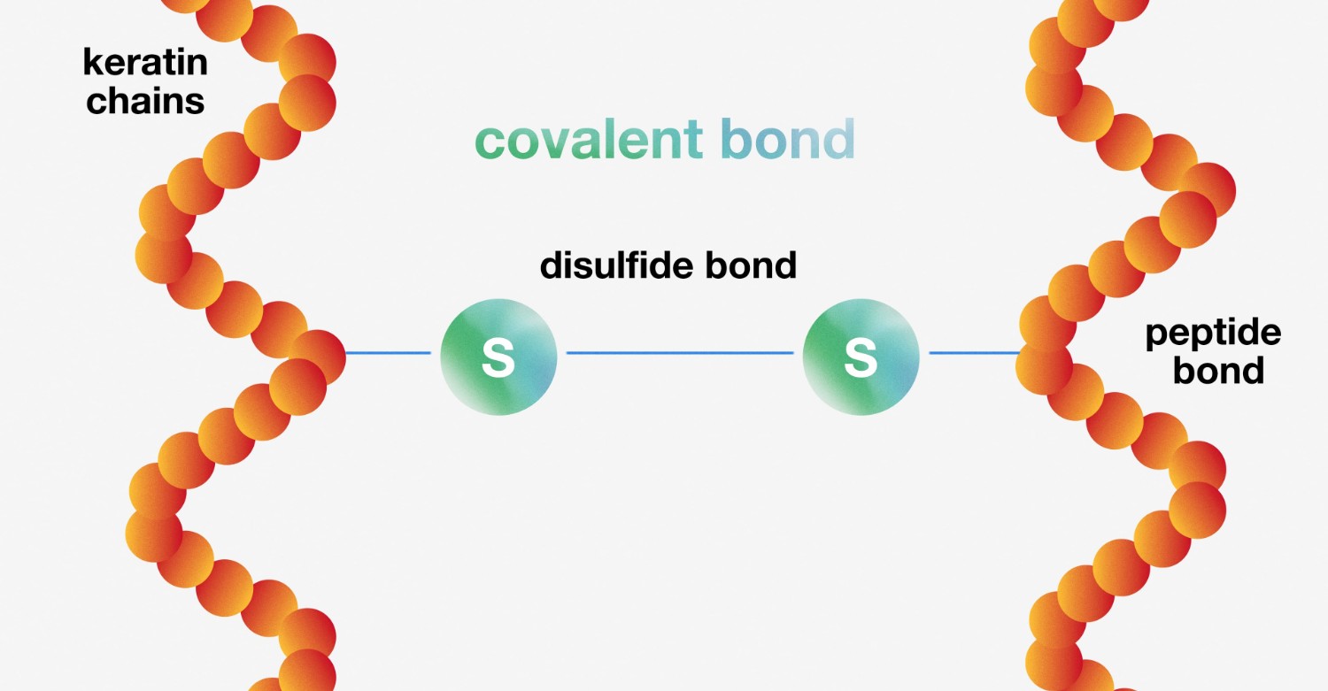 Structure moléculaire des cheveux : liaisons principales et restauration