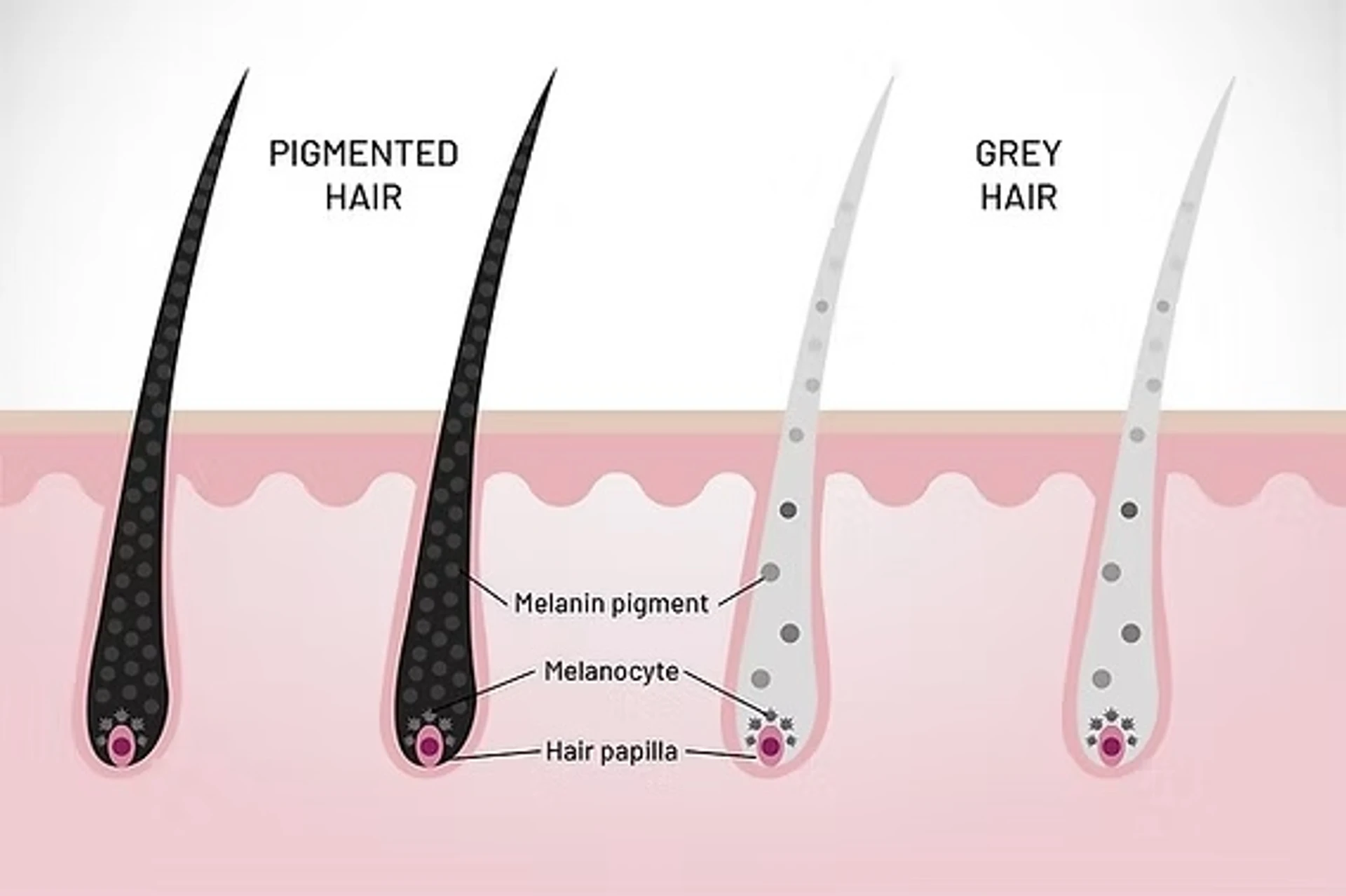 Cheveux blancs : causes d'apparition et conseils d'entretien