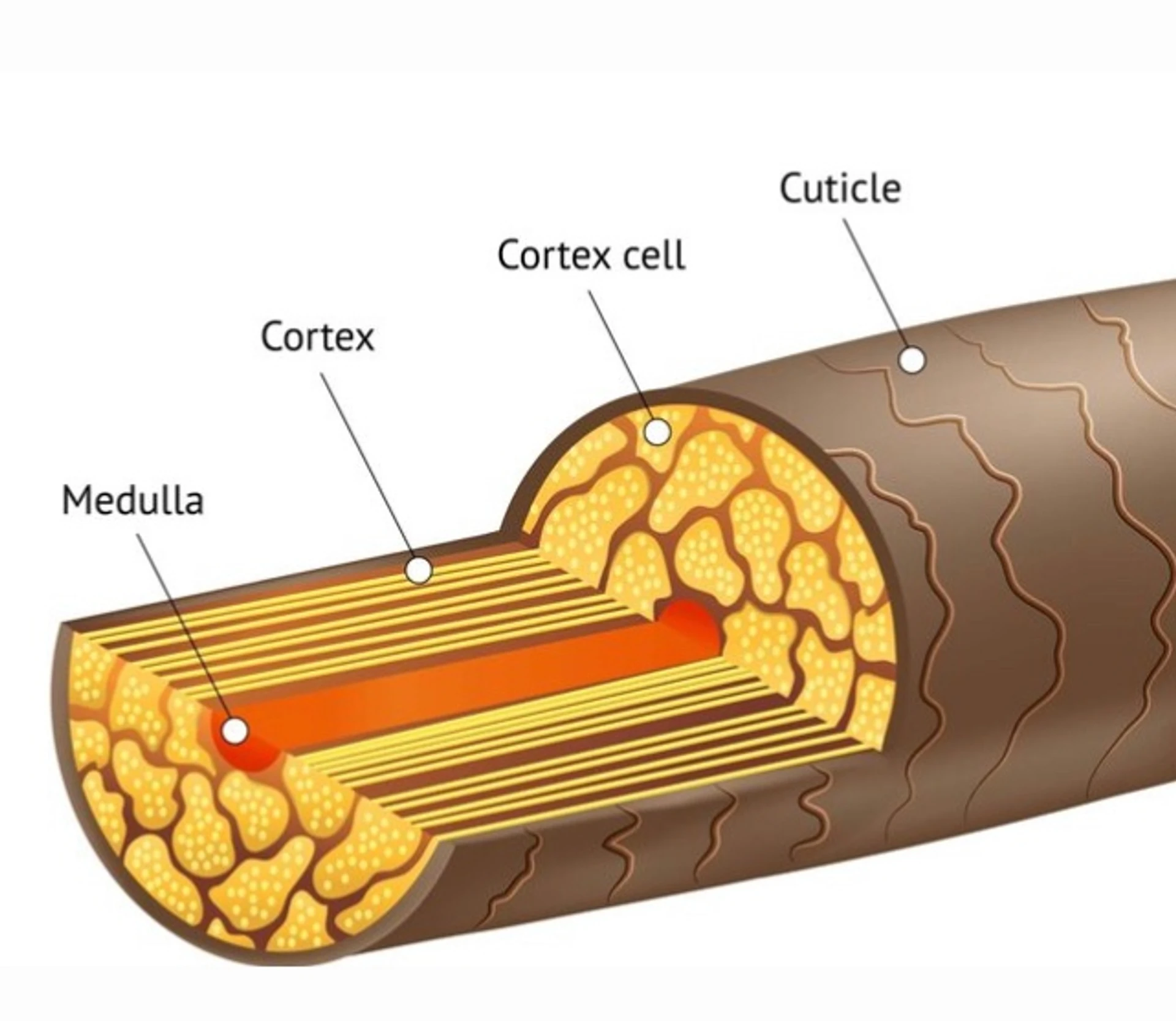 Ingrédients bond-repair pour restaurer les liaisons capillaires